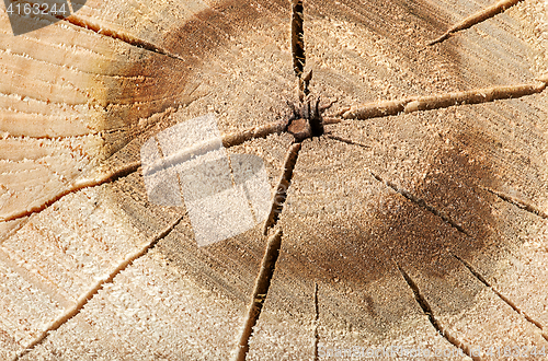 Image of Poplar cut logs with cracks