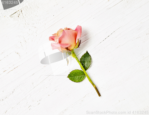 Image of pink rose on white wood background