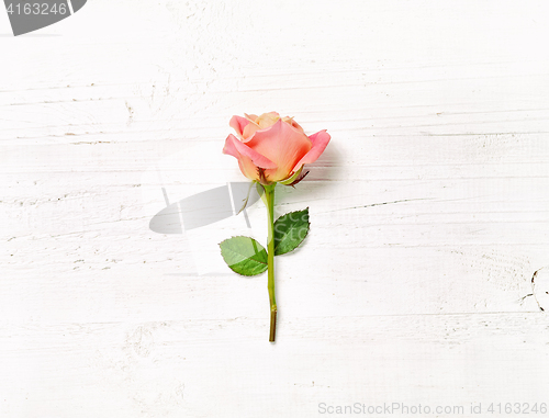 Image of pink rose on white wood background