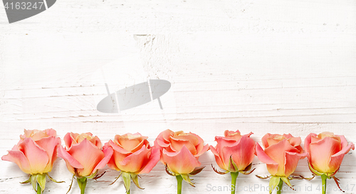 Image of pink roses on white wood background