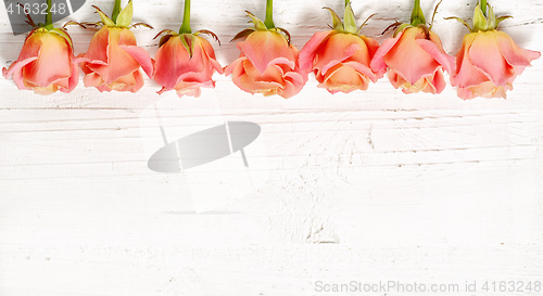 Image of pink roses on white wood background