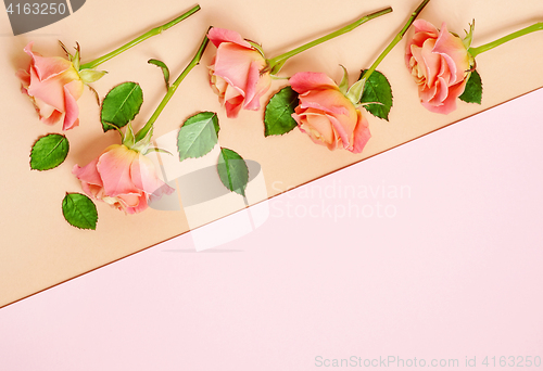 Image of pink roses on colorful paper background