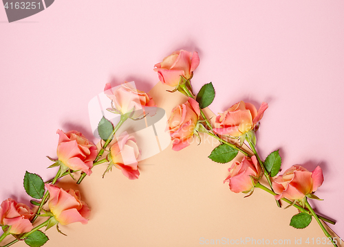 Image of pink roses on colorful paper background