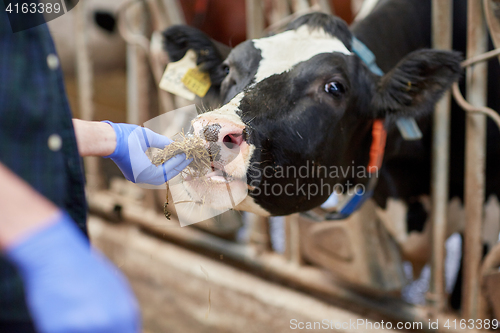 Image of close up of man feeding cow with hay on dairy farm