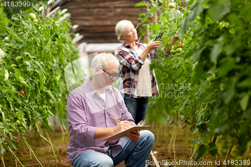 Image of senior couple growing tomatoes at farm greenhouse