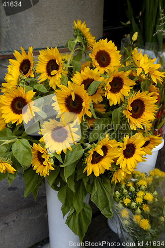 Image of Sunflowers