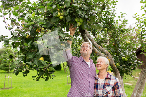 Image of senior couple with apple tree at summer garden