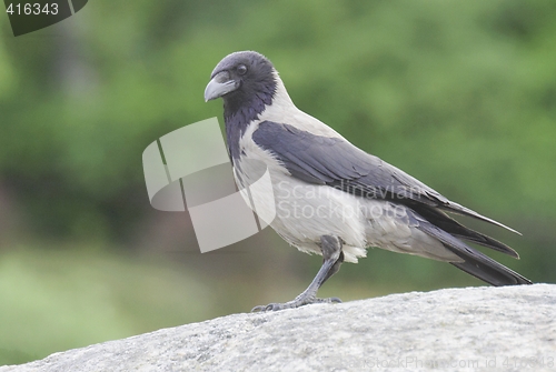 Image of Hooded Crow.