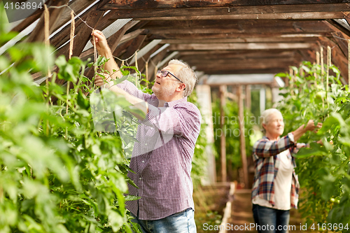 Image of senior couple working at farm greenhouse