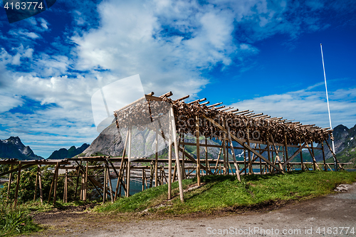 Image of Fish heads drying on racks