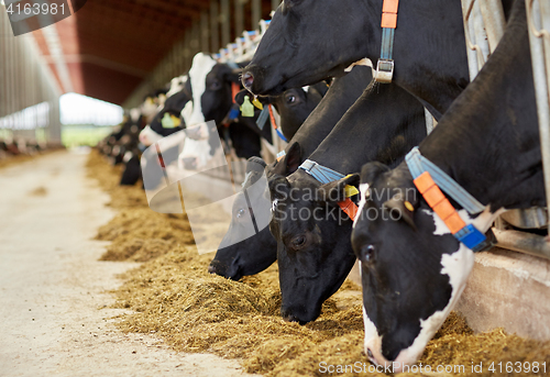 Image of herd of cows eating hay in cowshed on dairy farm