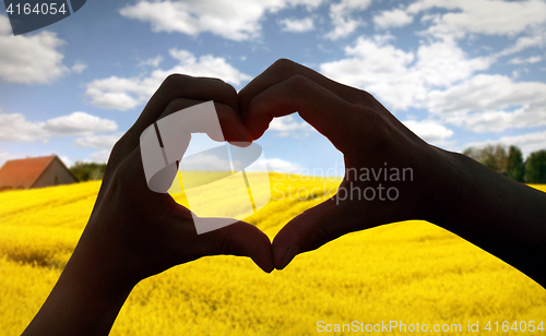 Image of heart shape in Rapeseed