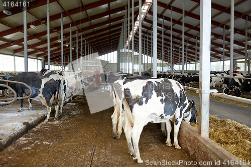Image of herd of cows eating hay in cowshed on dairy farm