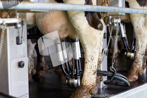 Image of cows and milking machine at rotary parlour on farm