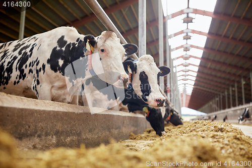 Image of herd of cows eating hay in cowshed on dairy farm