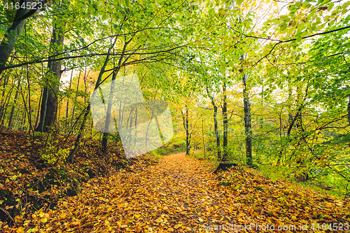 Image of Forest trail in autumn