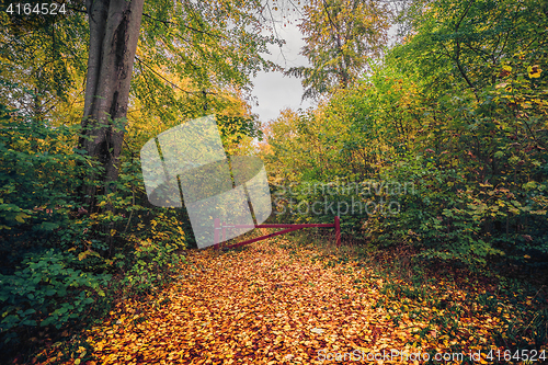 Image of Autumn in the forest with a red gate