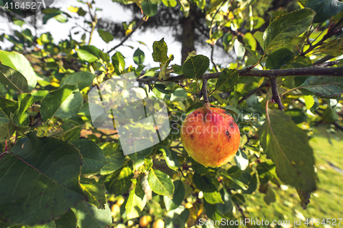 Image of Apple haning on a tree in the fall