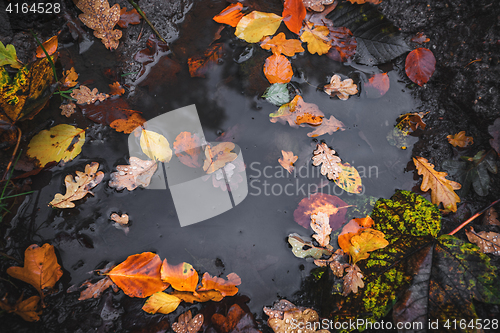 Image of Autumn puddle after the rain