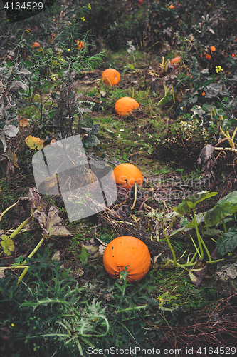 Image of Pumpkins on a row in a garden