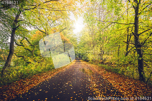 Image of Autumn landscape with a forest in autumn