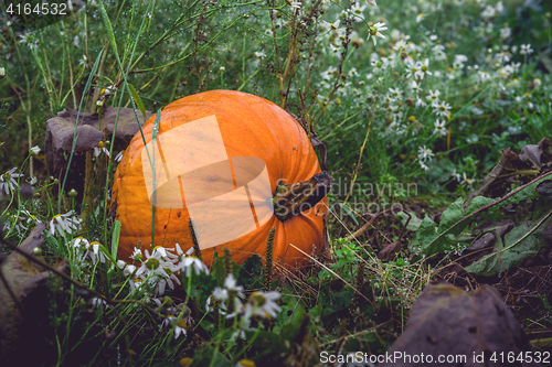 Image of Big orange pumpkin in a dark garden