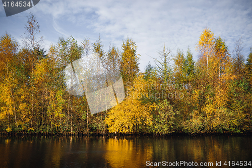 Image of Autumn trees in yellow colors in the fall