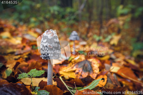 Image of Coprinopsis picacea mushrooms in a autumn scenery