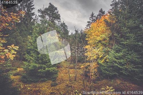 Image of Autumn scenery in a Scandinavian forest