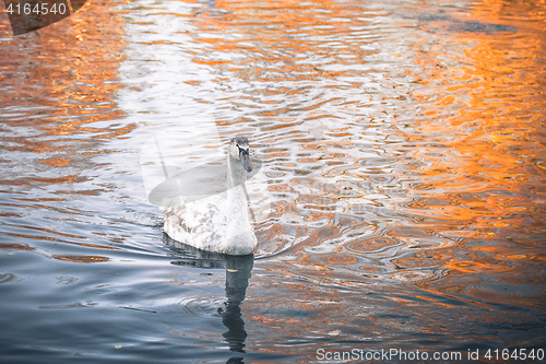Image of Young swan cygnet swimming in the dark water