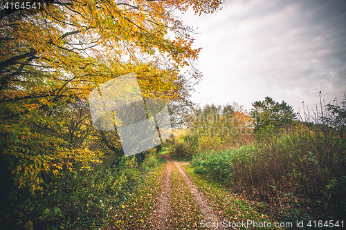 Image of Landscape with a forest trail in the fall