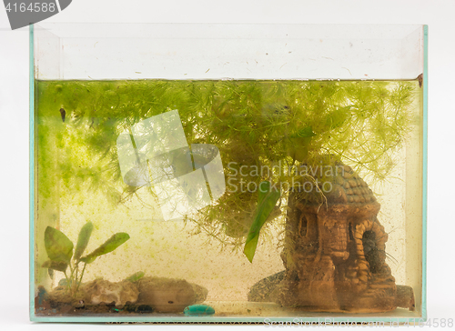 Image of Overgrown algae aquarium on a white background