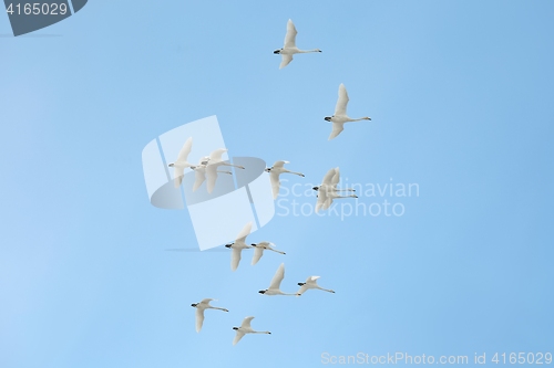 Image of Swan Flying Up