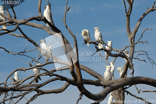 Image of Cockatoos on a tree