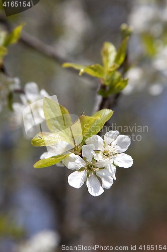 Image of Cherry blossoms on a tree, springtime