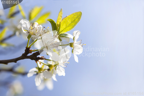 Image of Cherry blossoms on a tree, springtime