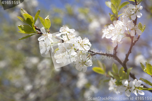 Image of Cherry blossoms on a tree, springtime