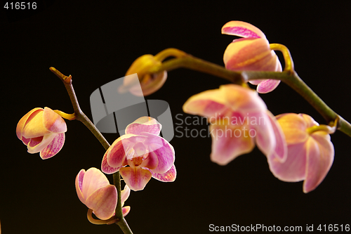 Image of Moth Orchid (Phalaenopsis orchidaceae)