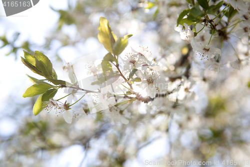 Image of Cherry blossoms on a tree