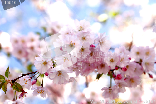 Image of Cherry blossoms on a tree