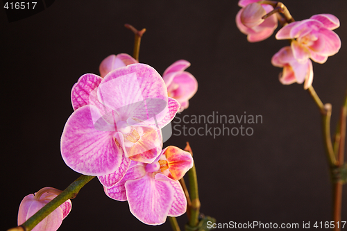 Image of Moth Orchid (Phalaenopsis orchidaceae)