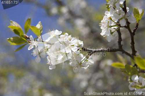 Image of Cherry blossoms on a tree, springtime