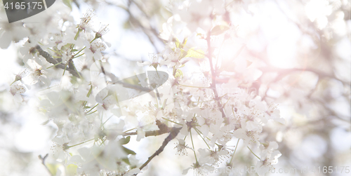 Image of Cherry blossoms on a tree, springtime