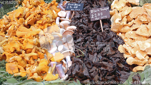 Image of Mushrooms Mix