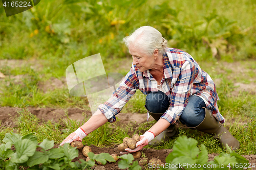 Image of senior woman planting potatoes at garden or farm