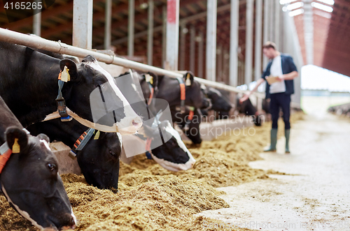 Image of herd of cows eating hay in cowshed on dairy farm