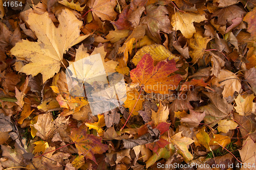 Image of Yellow autumn leaves on the ground