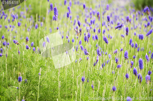 Image of Lavender flowers in nature