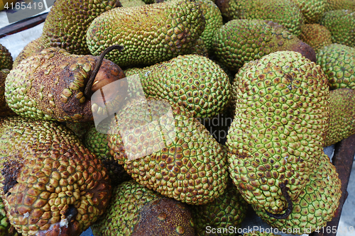 Image of Cempedak is a kind of jack fruit