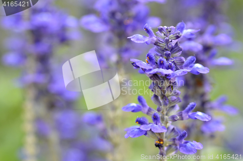 Image of Blooming blue bugleweeds Ajuga